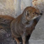 Vosmangoest rode meerkat